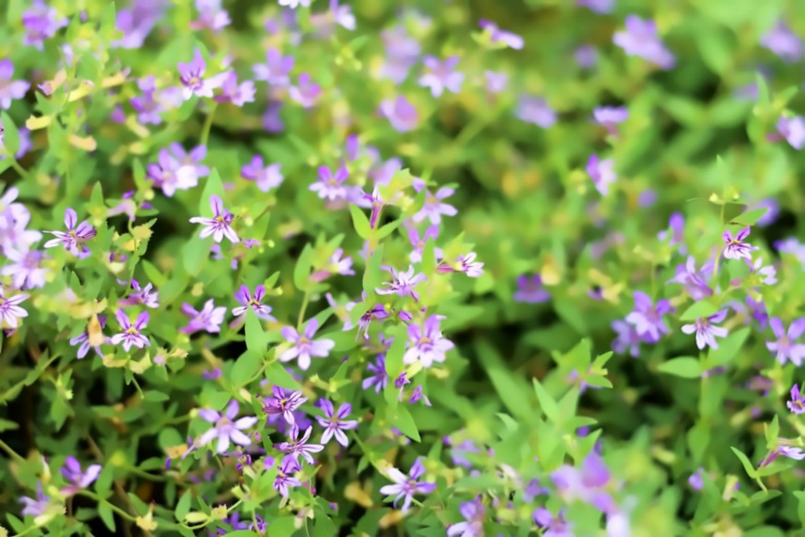 オンライン講義の様子